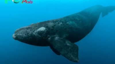 The Magnificent World of Whales: Guardians of the Ocean’s Majesty H15