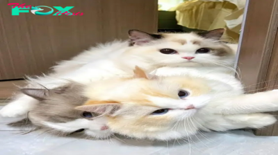 SOT.The Inspiring Bond of Three Beautiful Cats.SOT