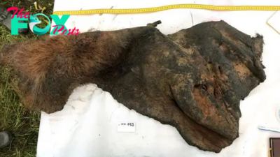 52,000-year-old scrap of woolly mammoth skin reveals 3D shape of its DNA for 1st time ever