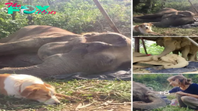 Loyal Dog Stays by Ailing Elephant’s Side at Thai Sanctuary