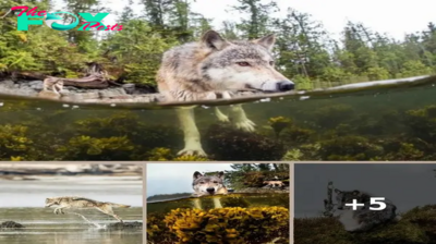 Meet Rare Sea Wolves Who Live Off The Ocean And Can Swim For Hours