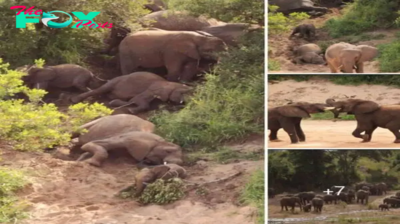 Playful Elephants Delightfully Slide Down Steep Bank to Reach Watering Hole