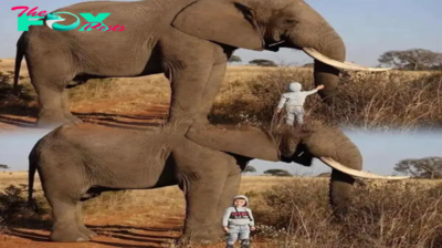 Fearless 4-Year-Old Bonds with 6-Ton Elephant: Safe Encounter or Risky Move?