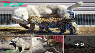 Mother Dog Adopts a Leopard and Raises Him As Her Own Baby