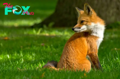 The Fascinating World of Foxes H16