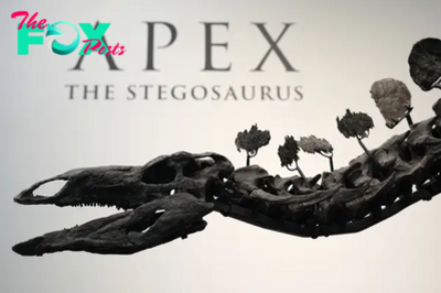 A Stegosaurus Nicknamed Apex Will Be Auctioned in New York