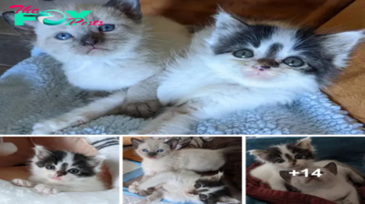 SOT.Yard Kitten Charms Family into Adopting Him and His Best Friend.SOT