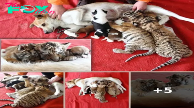 Dog that is a surrogate mother to a pack of Siberian tigers: Cubs are adopted by family pet after being rejected by their mother