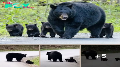 Cute moment mama bear leads her cubs across the road