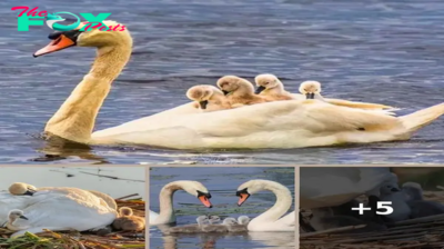 Father Swan carries all of his Babies on back after they lose their Mom!