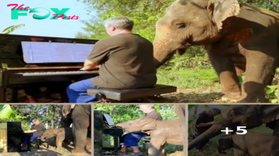 Pianist On A Mission To Help Hurting Elephants, Plays Music To Soothe Their Souls