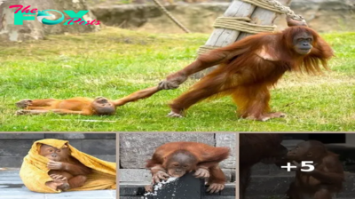 Baby Orangutan throws tantrum as his Mom Drags him away from Playtime in Safari Park!