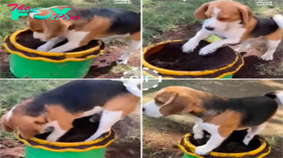 Beagle Excitedly Digs Soil From Pot “I’m helping mom.hanh