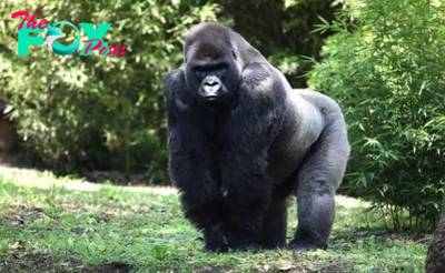 Gorillas: Unveiling the Majesty of Earth’s Forest Giants H16