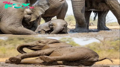 Bathtime! Baby elephant wallows in a muddy puddle but needs a bit of help to clamber out in adorable footage