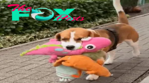 QT A Day of Relaxation: Beagle’s Playtime with Plush Buddies