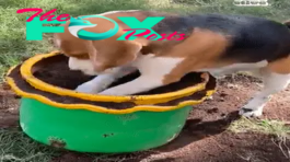 QT Energetic Beagle Assisting Mom by Digging Soil from Pot
