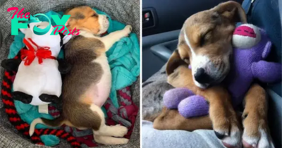 QT Adorable Baby Beagle Sleeping with Stuffed Toy