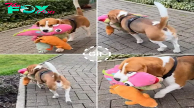 Beagle Enjoys Leisure Day with Plush Toy Companions.hanh