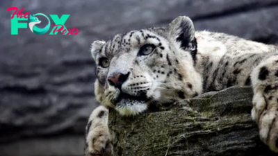 Unveiling the Mystery of the Snow Leopard: Beauty, Adaptations, and Conservation