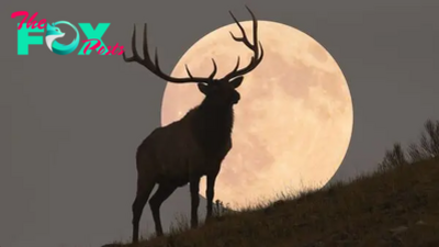 July's full 'Buck Moon' rises this week — and signals a big lunar transition is on the way