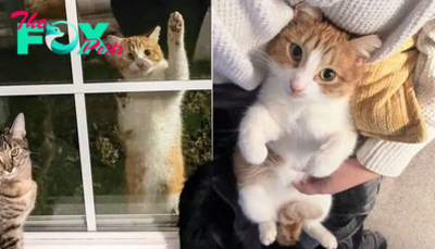 **Surprising Visitor: Stray Cat Finds His Home by Climbing Through a Window and Becomes the Perfect Companion**.SOT