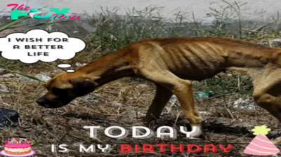 Today is my birthday – I wish for a better life.criss