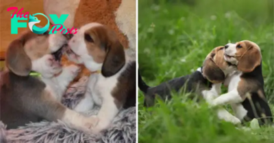 QT The Innocence of a Beagle Pup Melts Hearts