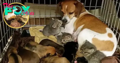 QT Rescued Pup Takes in Trio of Abandoned Kittens