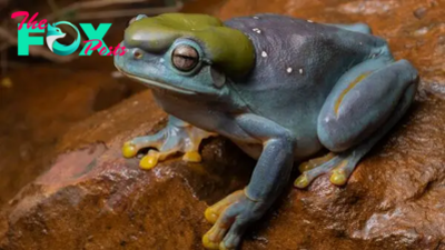 'Lovely freak of nature': Mutant blue frog hops into wildlife sanctuary workshop