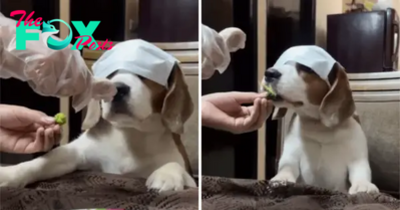 QT Enticing Your Beagle: Tips for Getting Your Pup to Eat Veggies