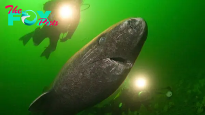 Secret of why Greenland sharks live so incredibly long finally revealed