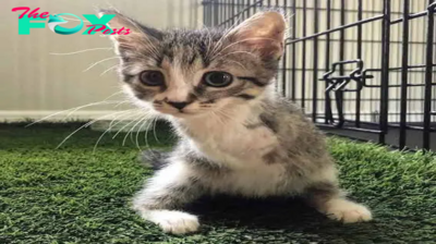 Hoppy the Tabby: How a Two-Legged Kitten Captured Our Hearts.SOT