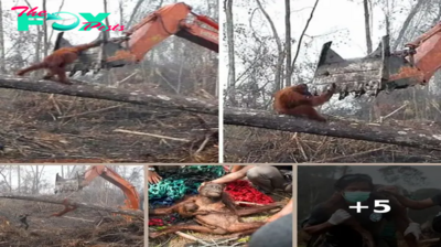 Heartbreaking Footage of Orangutan Trying to Fight off Excavator that is Destroying his Home