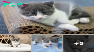 Grieving Cat Owner Drops $35,000 To Create China’s First Cloned Kitten