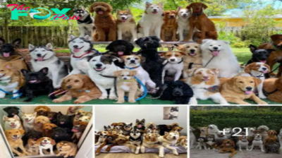 A man rescues 350 dogs! He found these poor creatures on the streets, giving them love and a forever home.hanh
