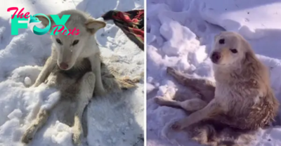 QT The heartrending wails of a dog stranded in the snow for days, suffering from the torment of parasites, touched millions of hearts around the world.