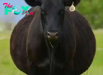 He Recently Spent $6.5k On A Young Registered Black Angus Bull