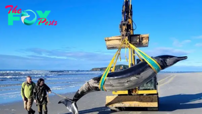 Ultra-rare whale never seen alive washes up on on New Zealand beach — and scientists could now dissect it for the 1st time