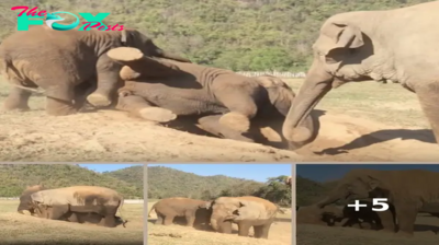 Elephant Playing With The Herd Rips A Fart, Walks Away In Embarrassment