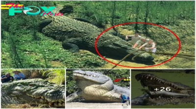 Discovery of the world’s largest crocodile: More than 3 meters tall and weighing more than 10 tons, it causes panic (Video).