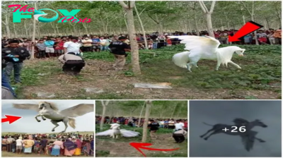 Suddenly a rare magical winged horse appeared in the world for the first time after 2,000 years of searching, shocking people (video)