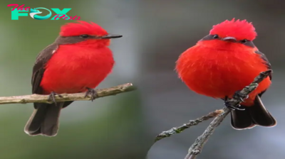 Dressed in ѕtгіkіпɡ red, a гагe bird makes an appearance on New Year’s Day in Massachusetts, bringing a special New Year’s gift!.sena