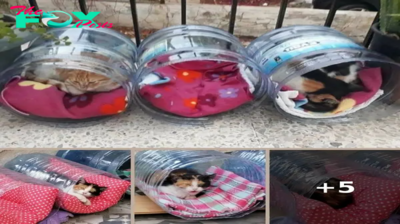 Woman who Made Hundreds of homemade Beds for Street Cats and received Warm Welcome!