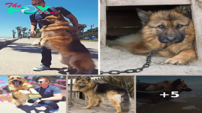 German Shepherd Dog who was Chained for Years Finally Sees the Ocean first Time!