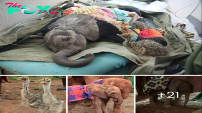 Heartwarming гeѕсᴜe: Baby Elephant and Two Ostriches Saved by Dedicated Efforts in Africa.