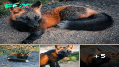 A Stunning Encounter: Captivating Photos Of The Cross Fox