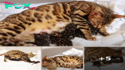 “Adorable Arrival: Bengal Mama Welcomes 5 Gorgeous Kittens into the World”