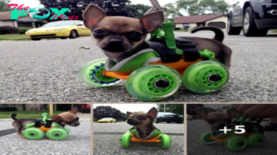 Tiniest Puppy born without front Legs Loves to race around on his Wheels!