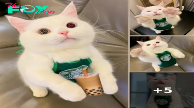 Meet Tom: The Adorable Cat in a Starbucks Apron